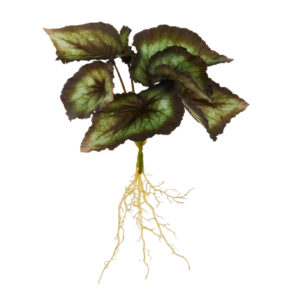 15" Begonia with Roots