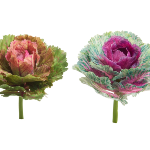 10" Cabbage Pick