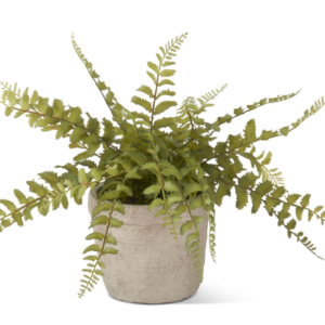 12" Fern in Cement Pot