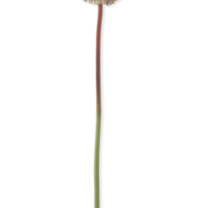 30" Purple Allium Stem