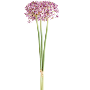 S/3 Allium Stems