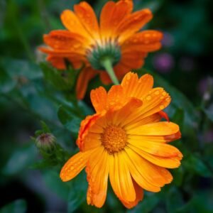 Calendula Flower | Bulk Herbs | Dried Whole Flowers | Farm to You